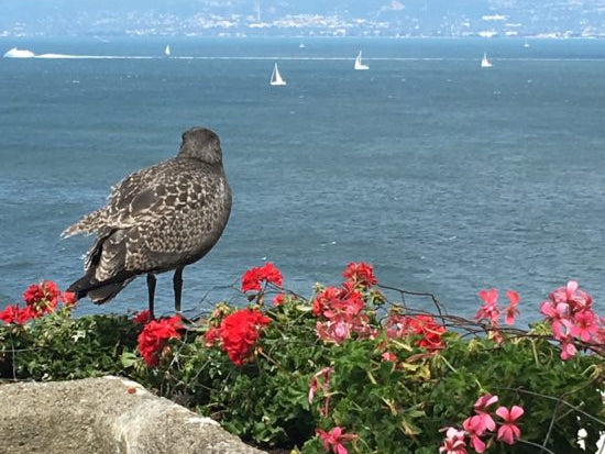 A San Francisco Travel Guide